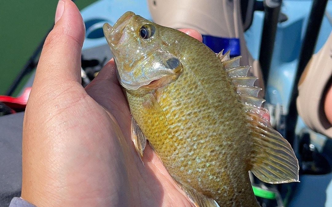 解鎖新物種 藍鰓太陽魚bluegill sunfish