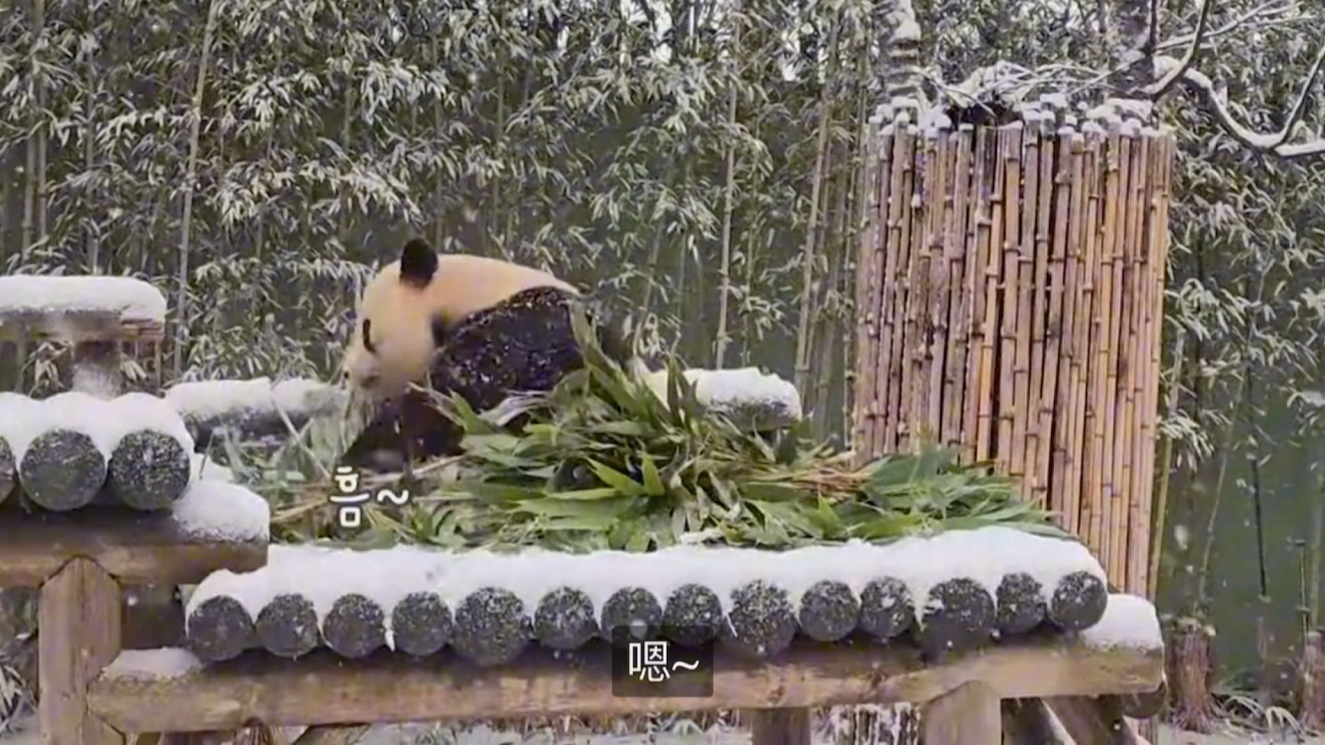 231222熊猫来了:雪中快乐的乐宝