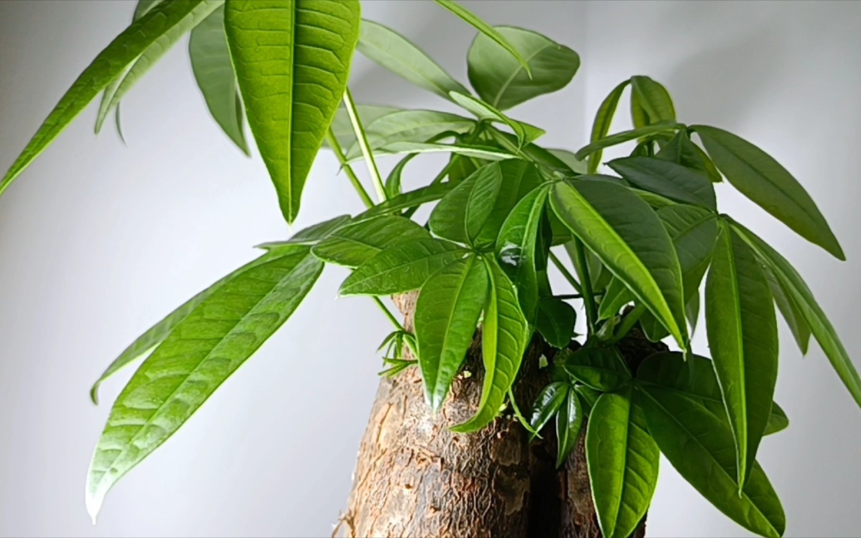 发财树延时摄影,手机拍摄17小时