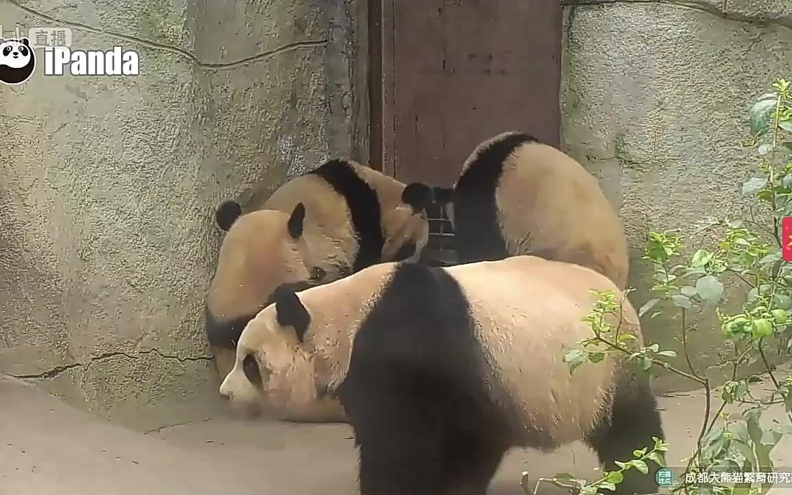 [图]20180207 大熊猫娅星与雅韵雅竹成实 唉，这仨孩子一点都不知道要孝顺长辈~走了走了