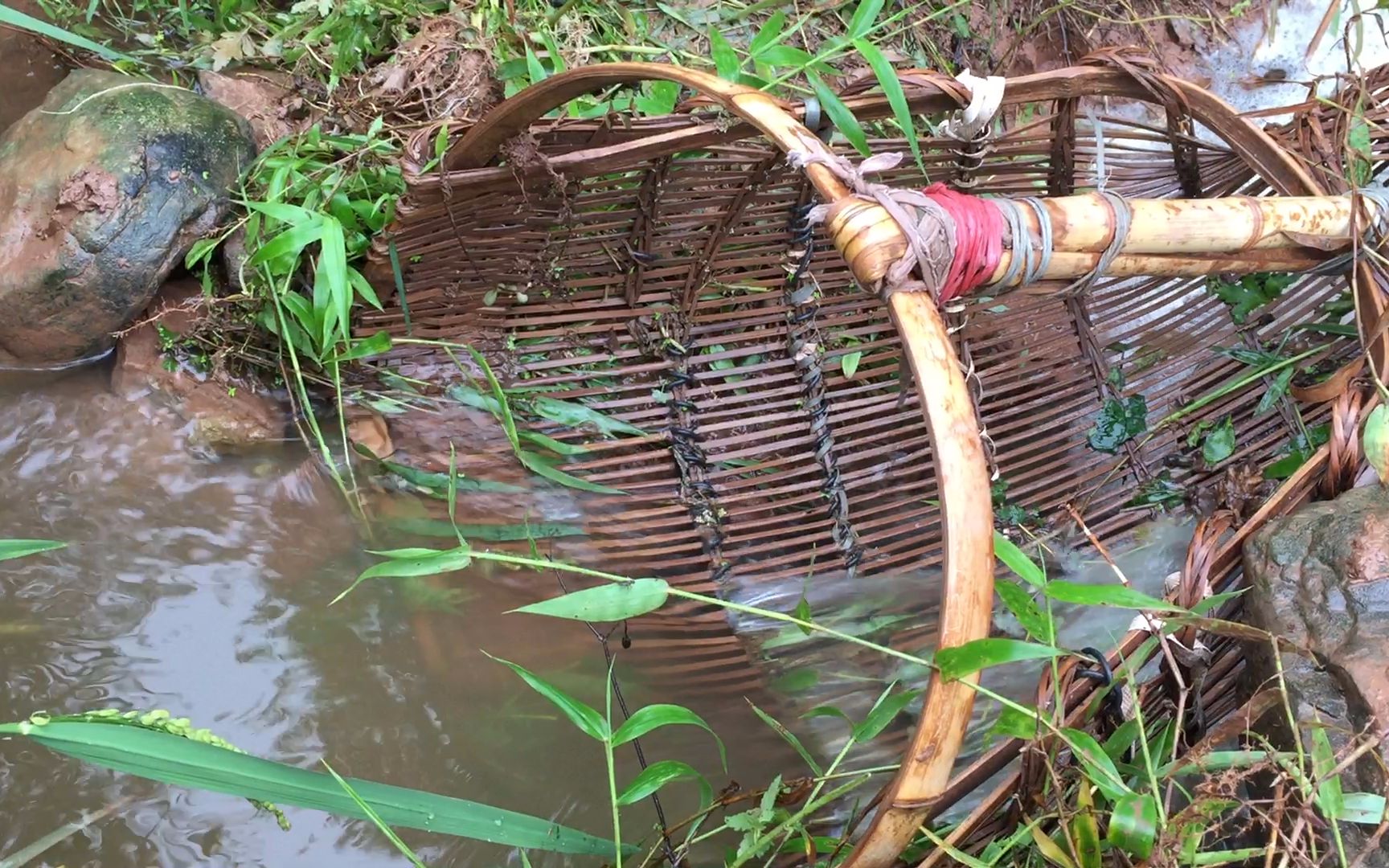 暴雨来袭稻田边用竹篓就可以抓鱼真好玩