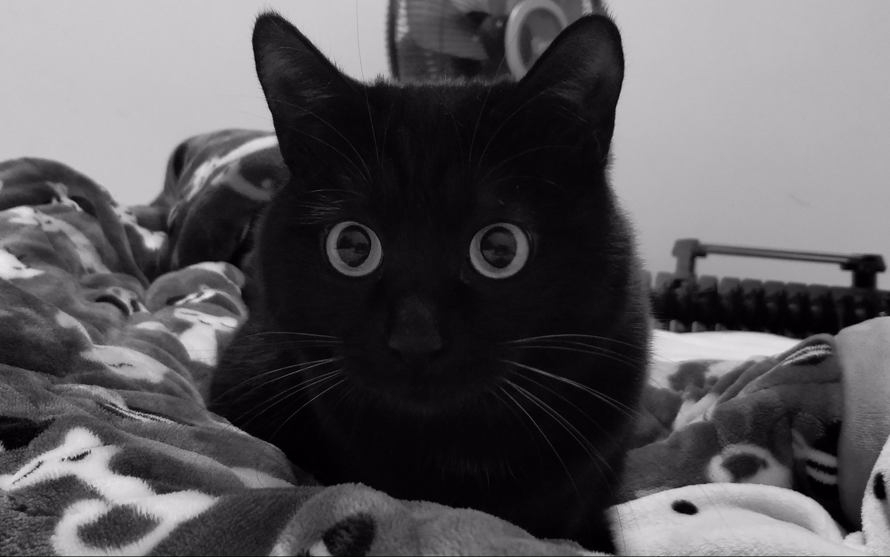 十只肥喵九只橘猫还有一只是我家黑狗蛋儿_哔哩哔哩 (゜-゜)つロ 干杯