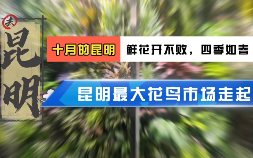 带你去看昆明最大花鸟市场……第一次做音乐,不押韵望包含哔哩哔哩bilibili