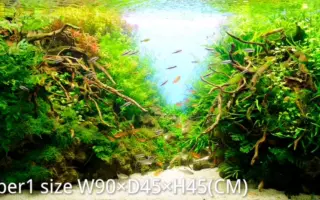 水草造景 搜索结果 哔哩哔哩 Bilibili