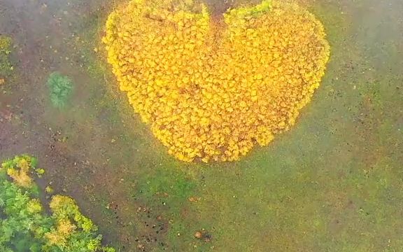 [图]在这个思念的季节，额尔古纳有一片神奇的心形天然白桦林，惊艳了整个秋天！！！