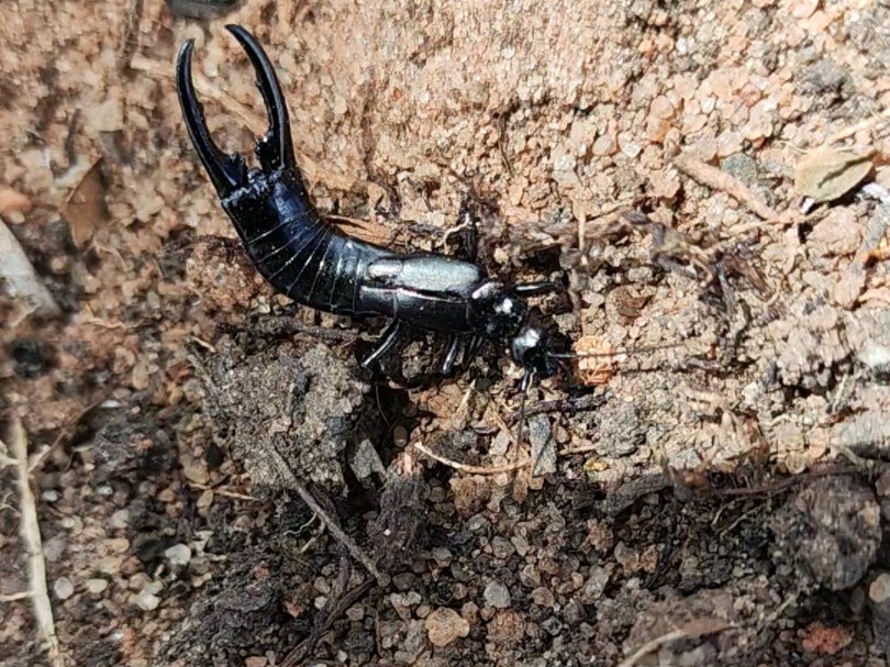 钳子长在屁股上的小虫