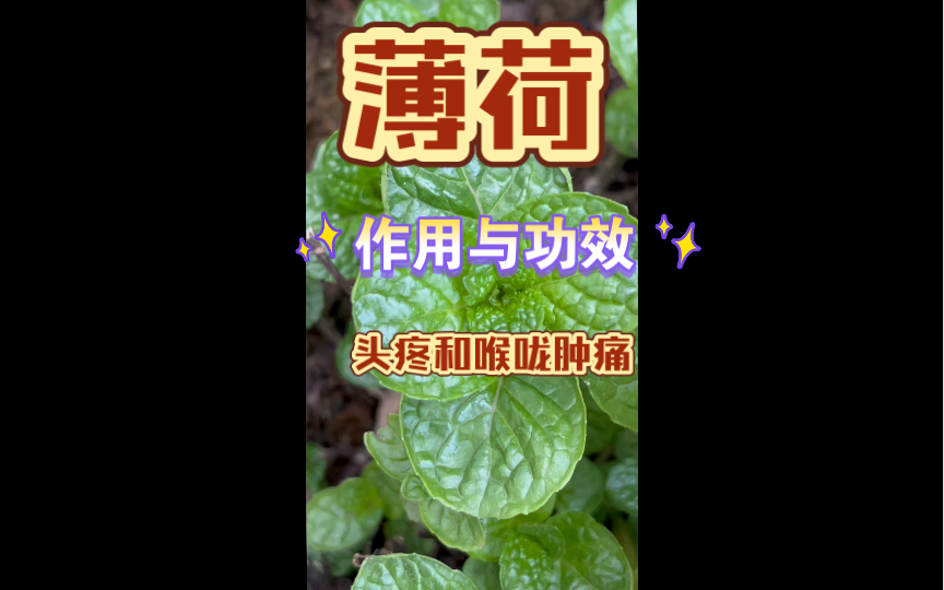 薄荷的作用与功效哔哩哔哩bilibili