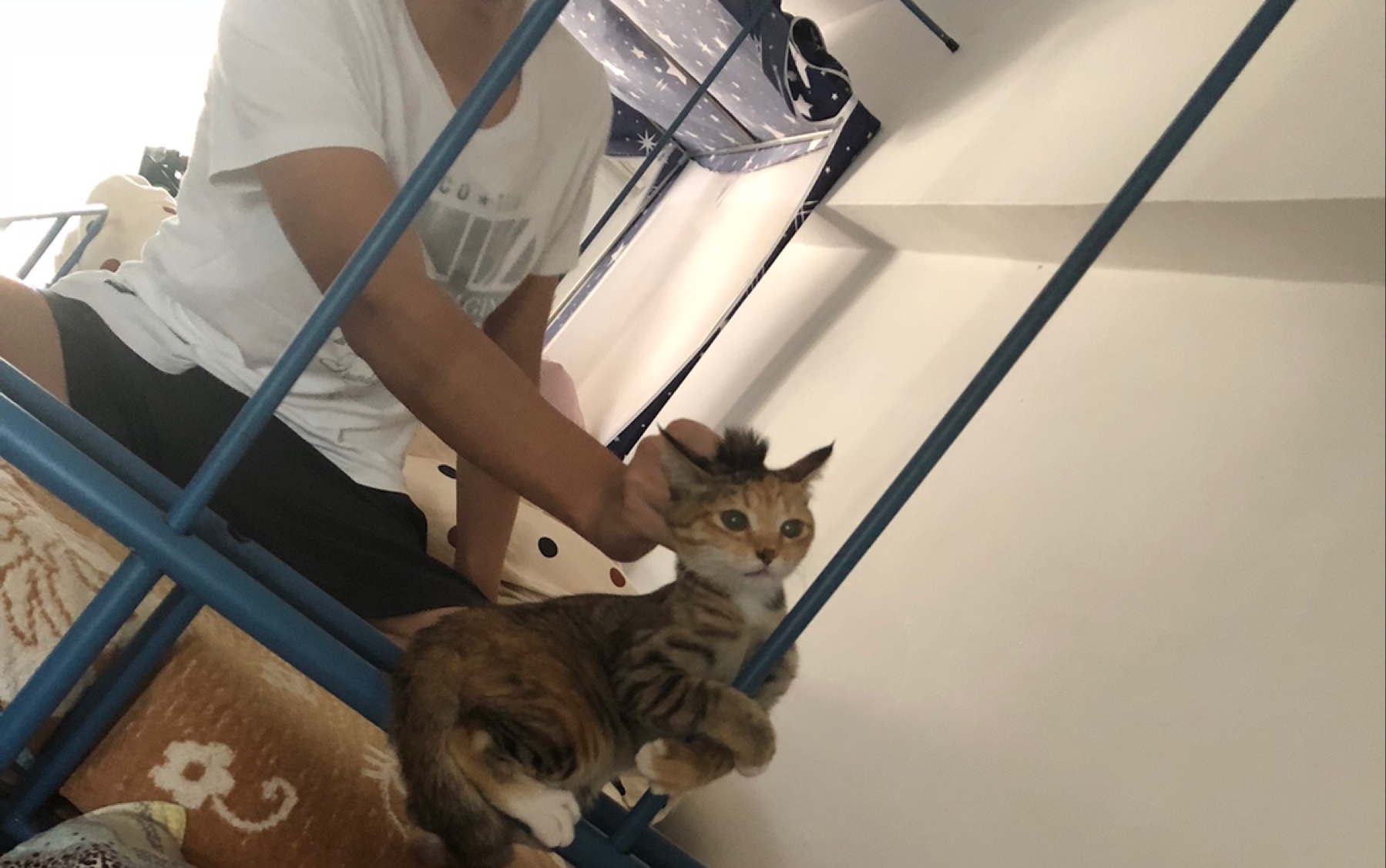 当代大学生在宿舍养猫