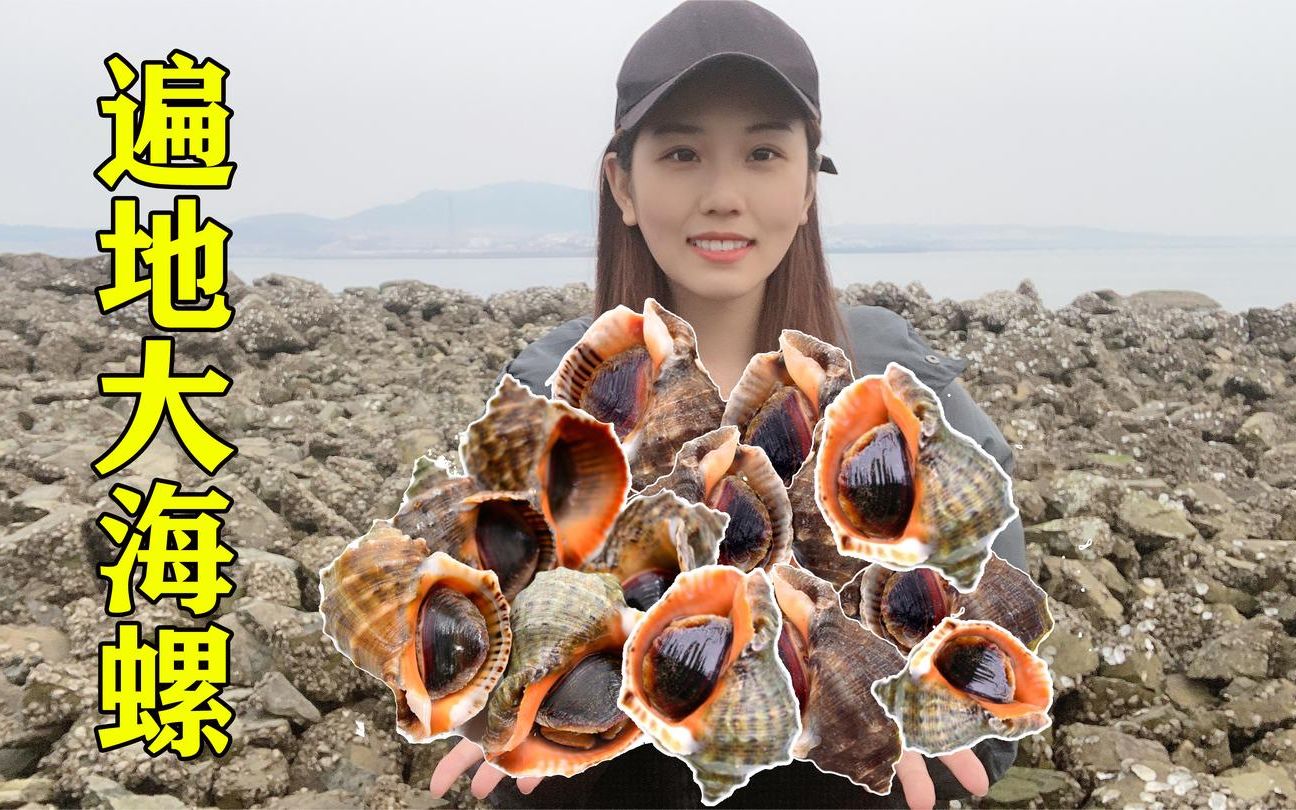 小双赶海发现宝地礁石上海参大海螺泛滥没人捡走一路抓一路