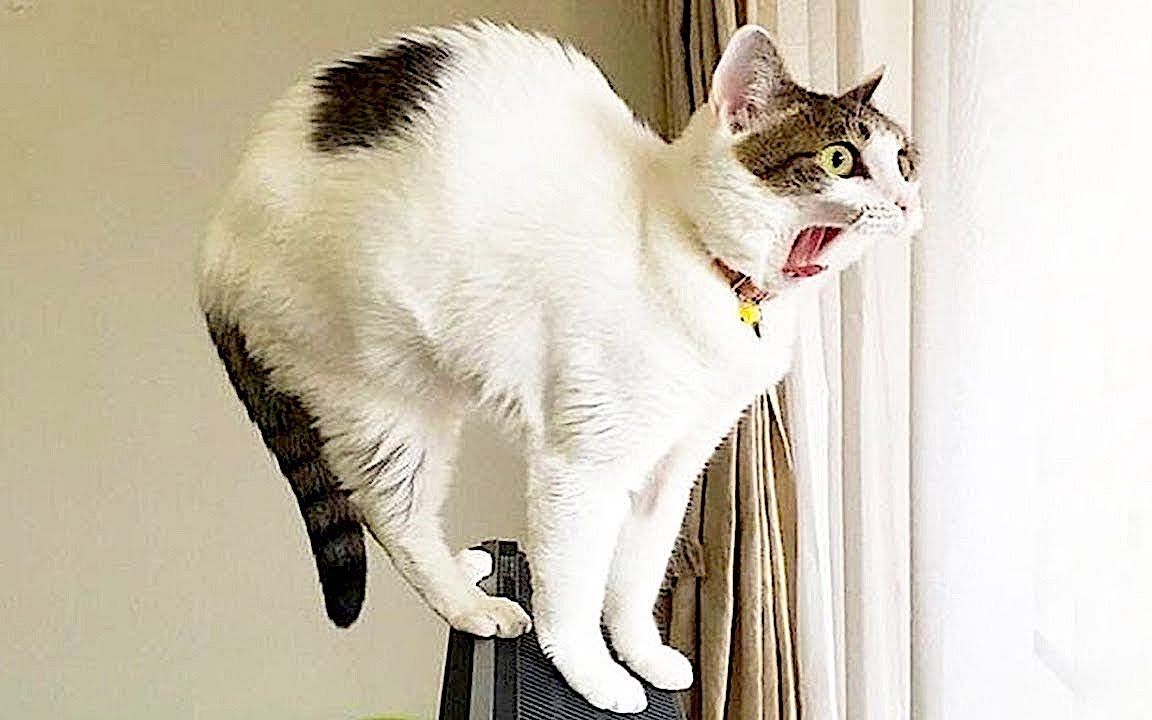 盘点沙雕萌宠爆笑瞬间,天天让你乐开怀!