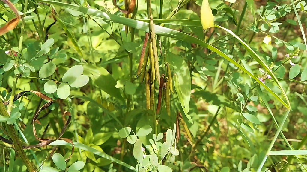 白木兰草药图片图片