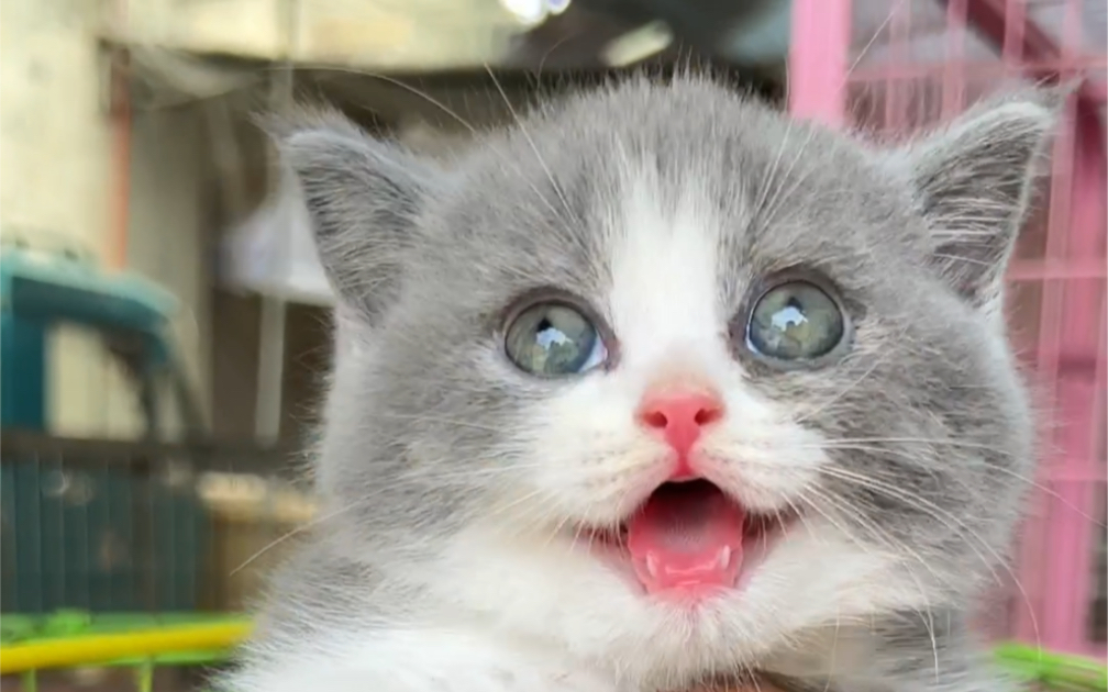 宠物市场选个蓝白猫咪