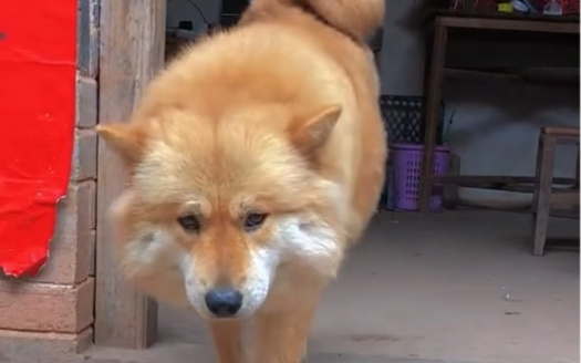 中华田园犬之土松犬,慈眉善目,骨子里对主人的温柔