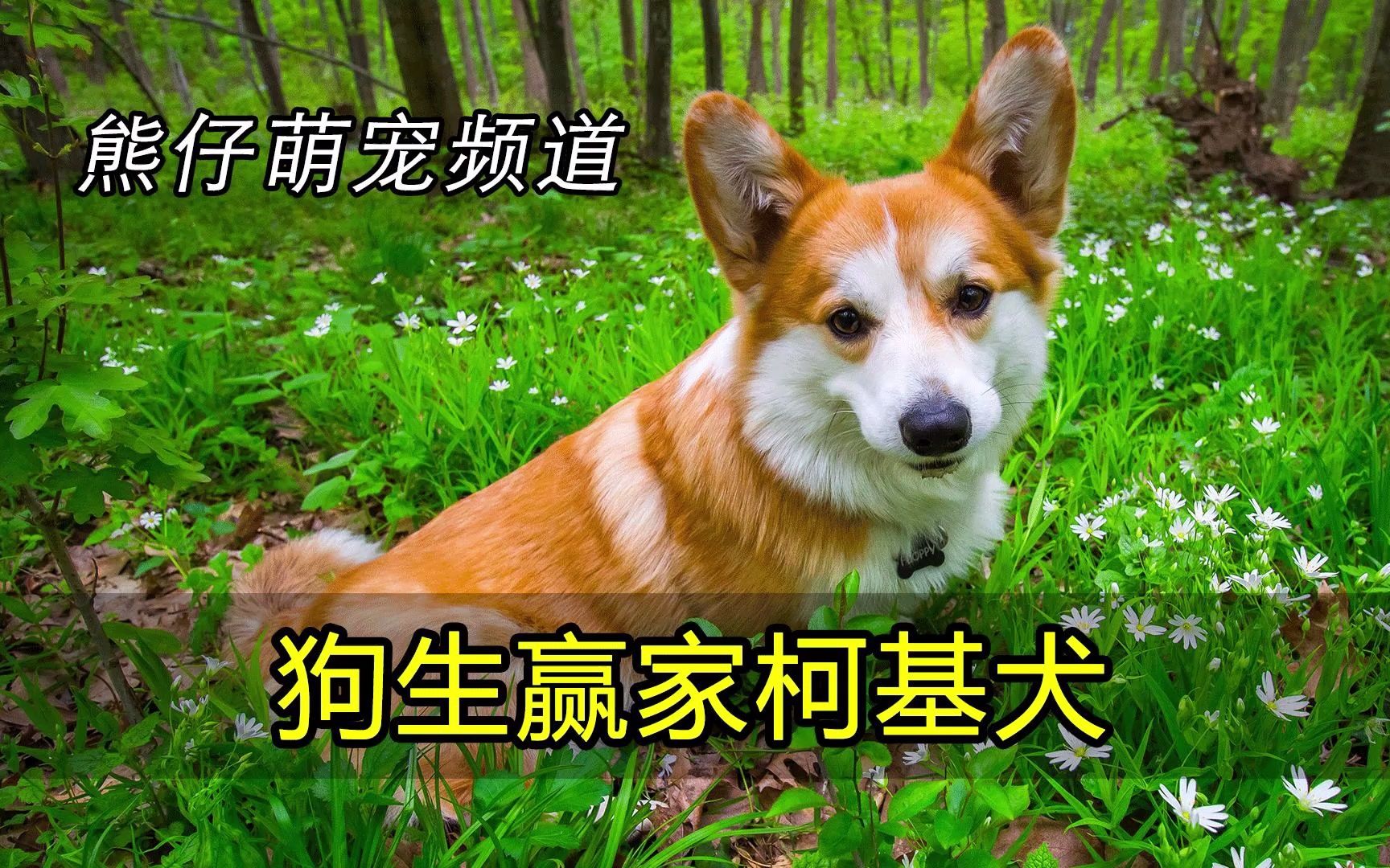 不爱江山爱柯基?柯基犬为何能成为英国女王最爱的狗?哔哩哔哩bilibili