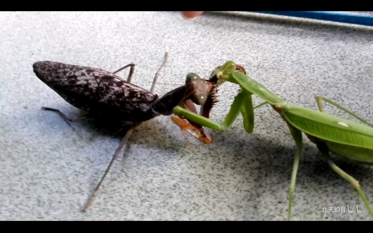 (转)中国宽腹螳螂战斗力的最高境界一一广斧vs褐菱螳