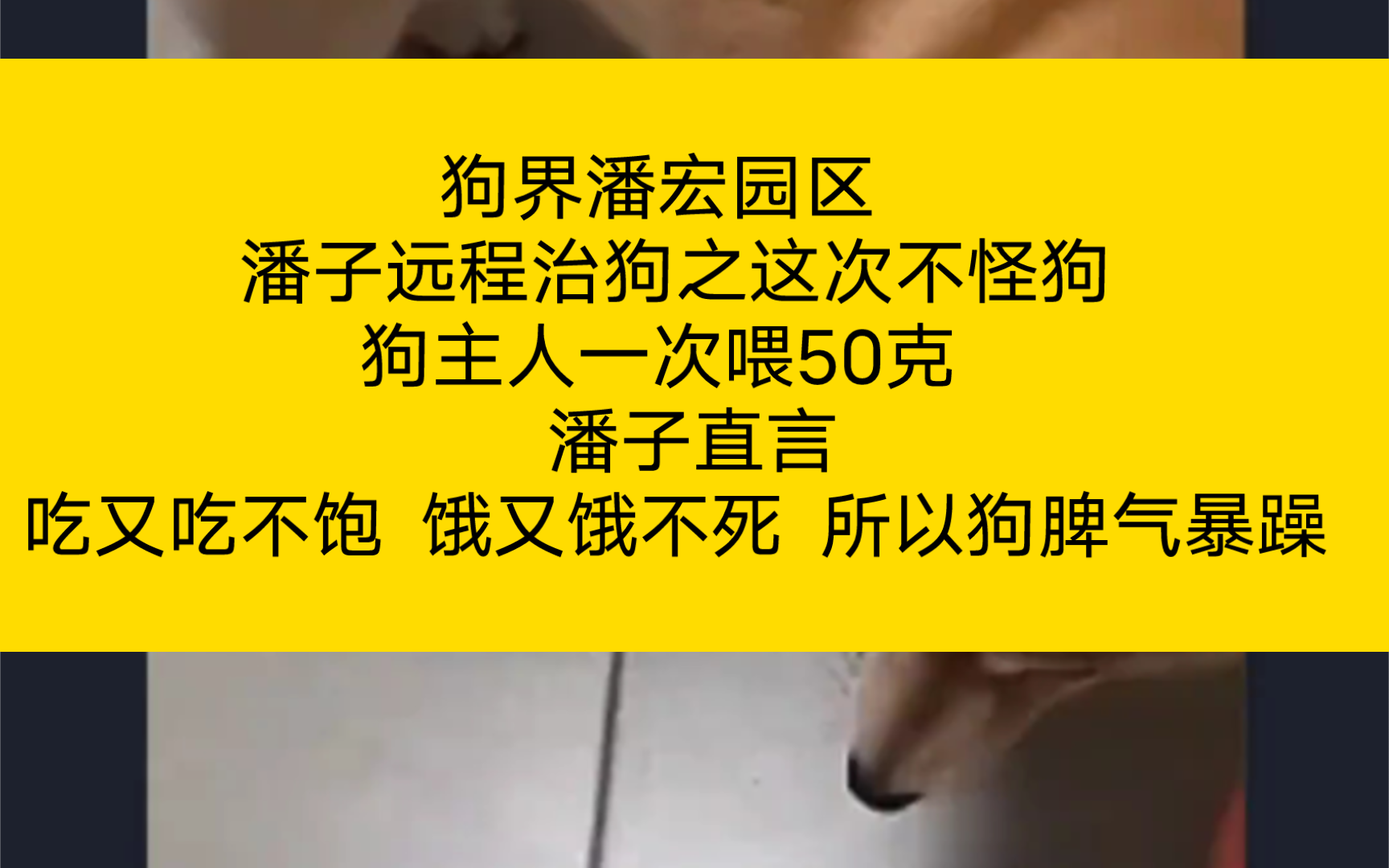 [图]狗界潘宏园区 潘子远程治狗之 这次不怪狗 狗主人一次喂50克  潘子直言 吃又吃不饱 饿又饿不死 所以狗脾气暴躁