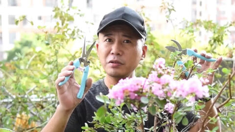 修枝剪和修枝锯的日常保养方法 哔哩哔哩 Bilibili