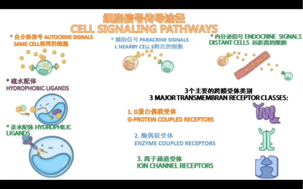 细胞中常见的信号传导通路哔哩哔哩bilibili