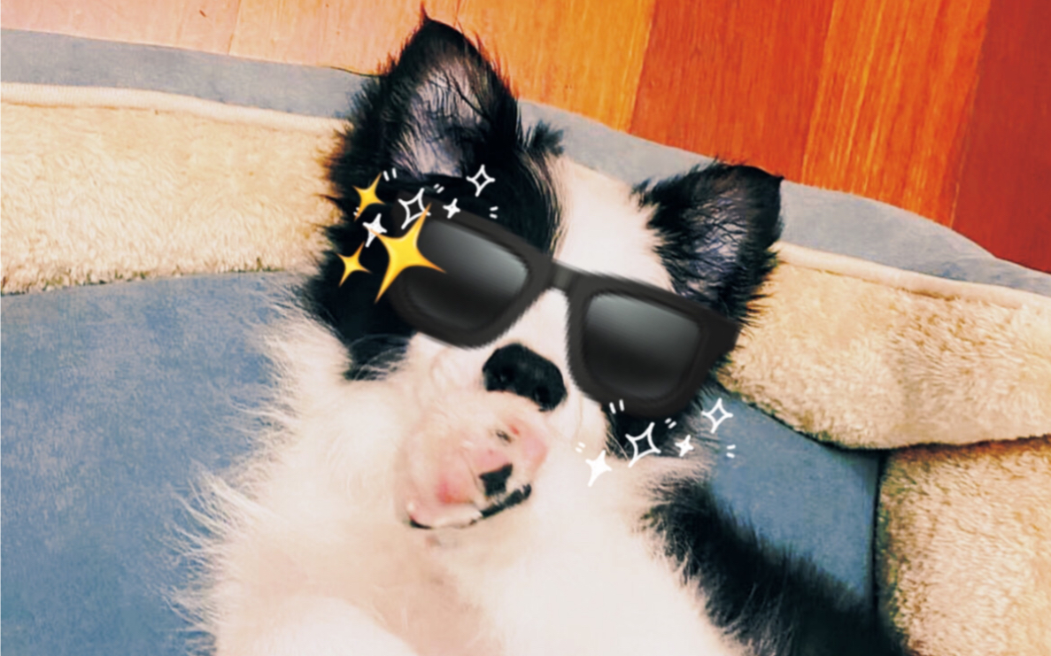 蹦迪狗_哔哩哔哩_bilibili