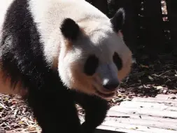 Скачать видео: 和叶漏出八颗牙齿的微笑，真像专业的，莫非是今天又看到雪山了，雪山脚下的孩子，好幸福