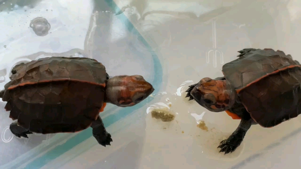 红头人工锯缘苗