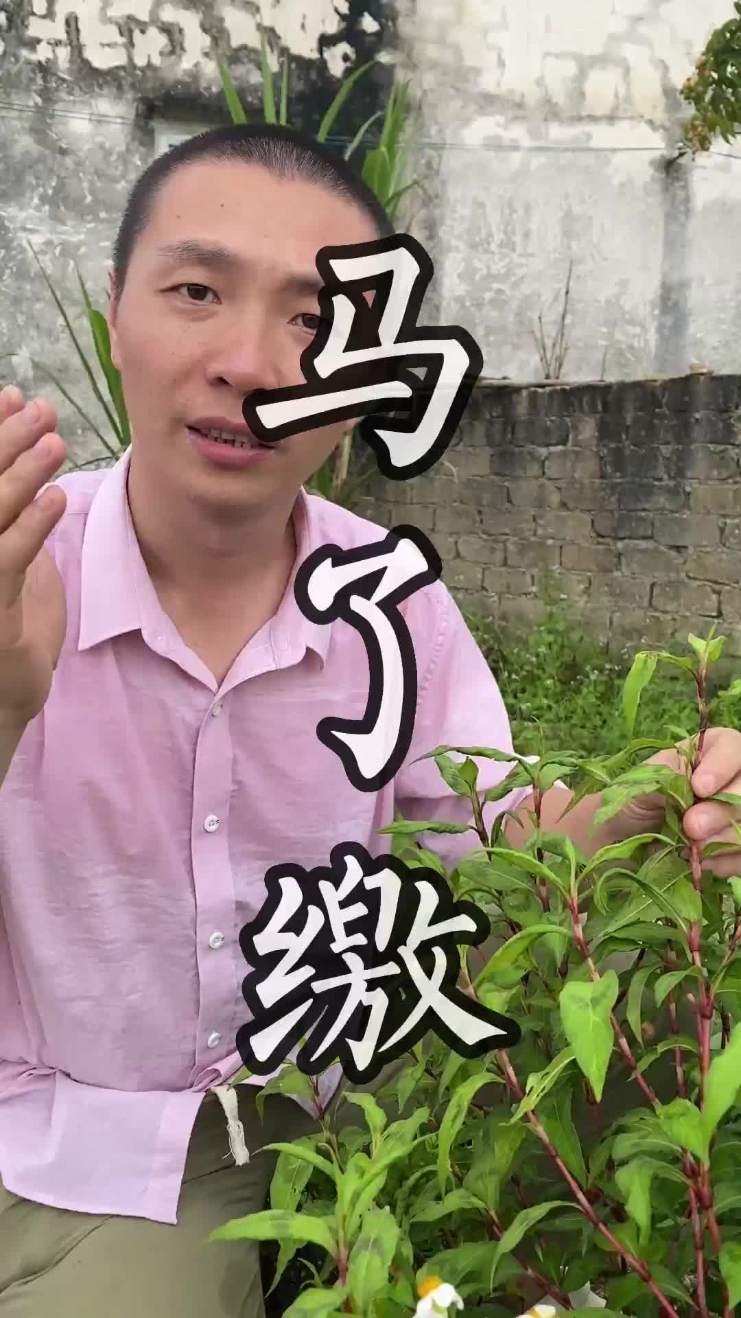 这种青草叫做马了缴#青草#潮汕#三农#助农