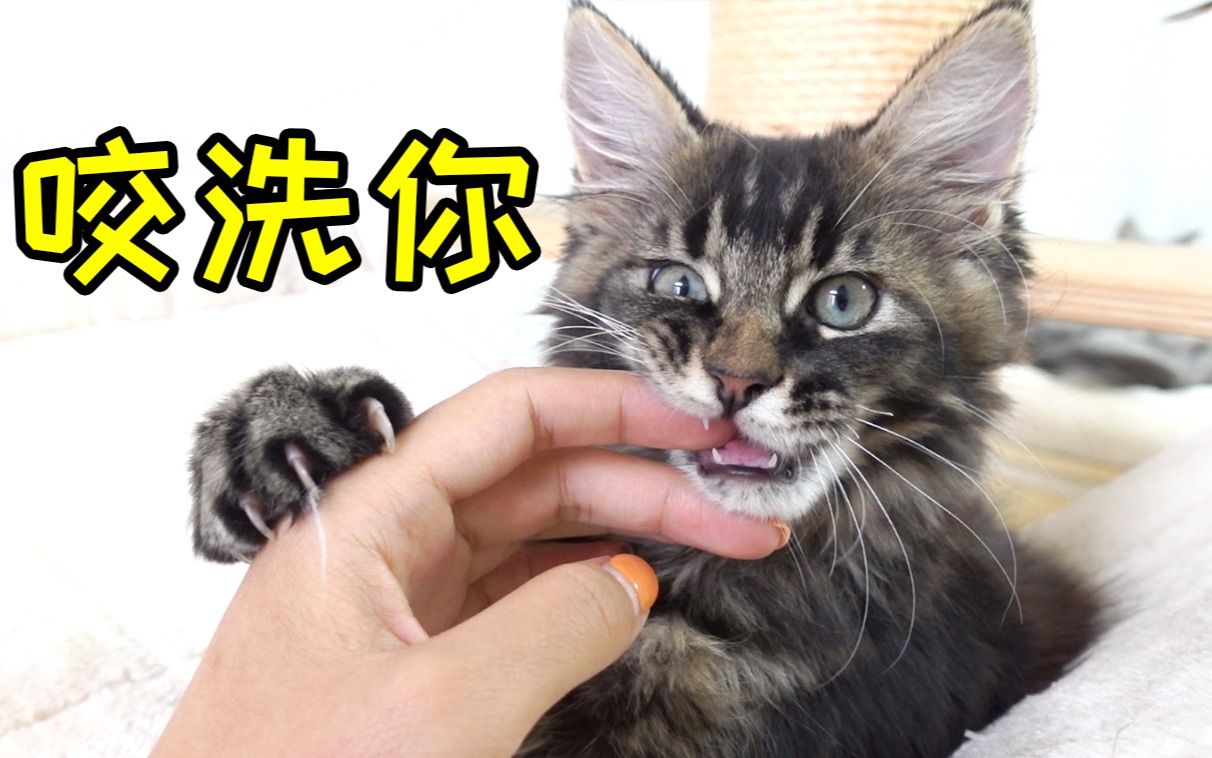 两个月的小奶猫咬人啦!这么可爱,原谅你了!
