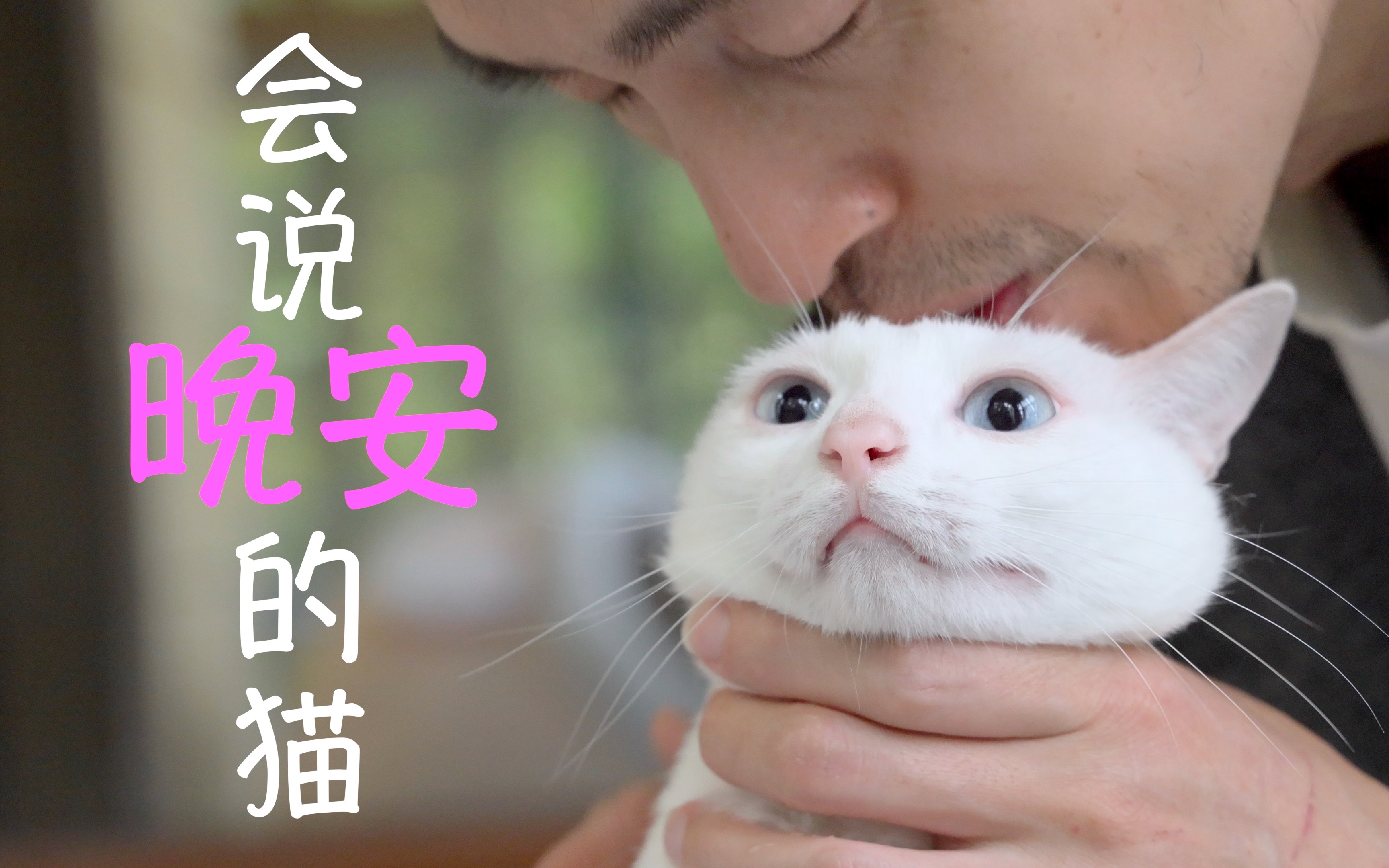 猫会说晚安了哔哩哔哩bilibili