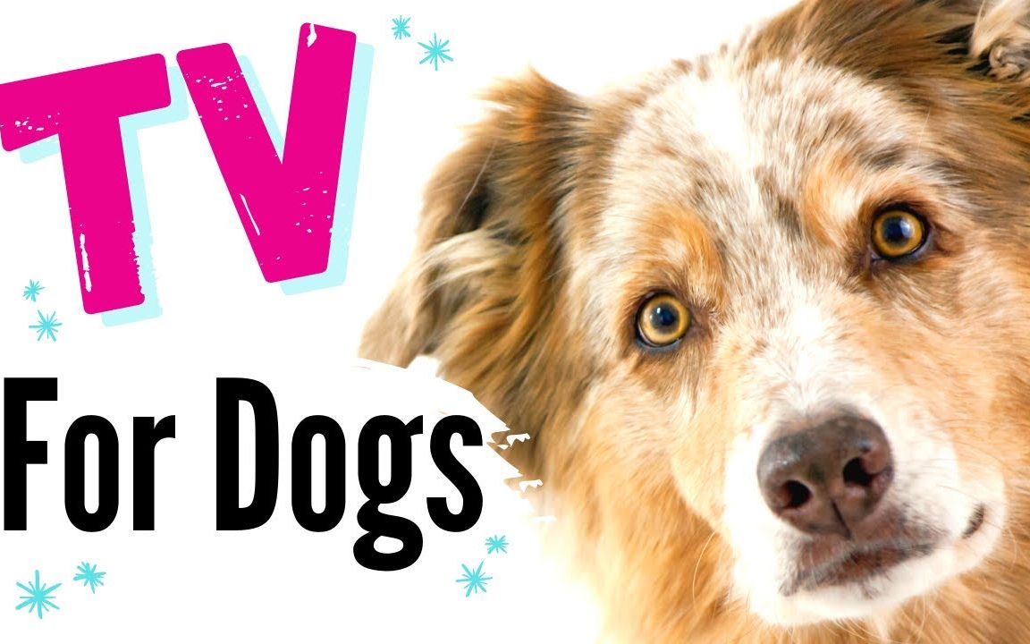 【搬运】给狗狗看的电视| TV for Dogs! Fun Entertainment for Dogs ✨✨哔哩哔哩bilibili