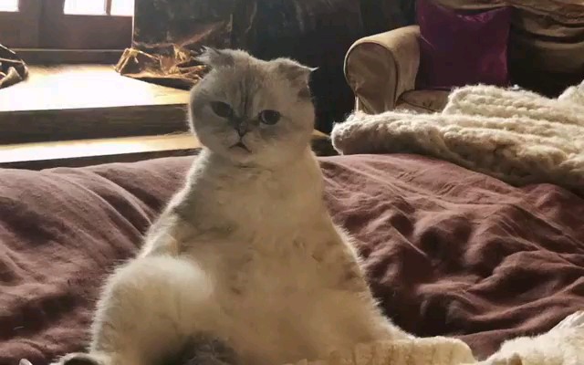 【taylor swift】一起来看老霉家的猫猫