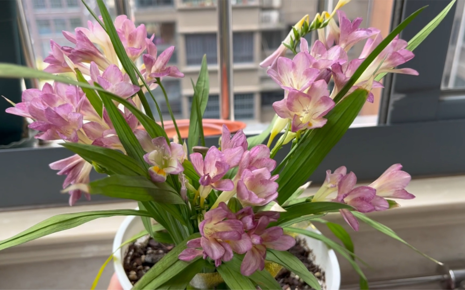 春天的莱式小苍兰紫色开花啦!优雅!喜悦_哔哩哔哩_bilibili