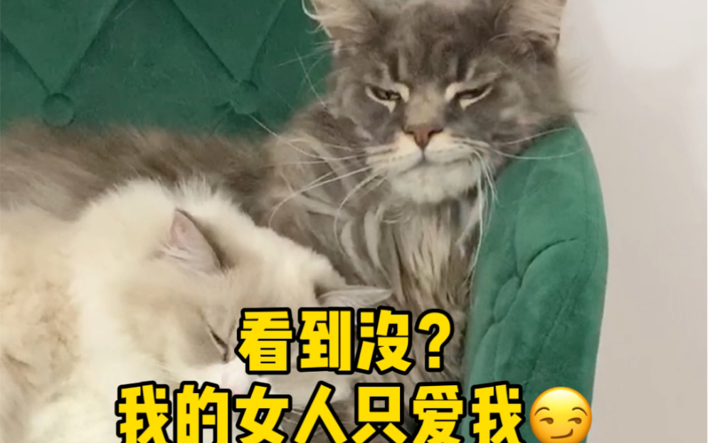 又被我家猫羞辱了~最后小福还挑衅我!哔哩哔哩bilibili