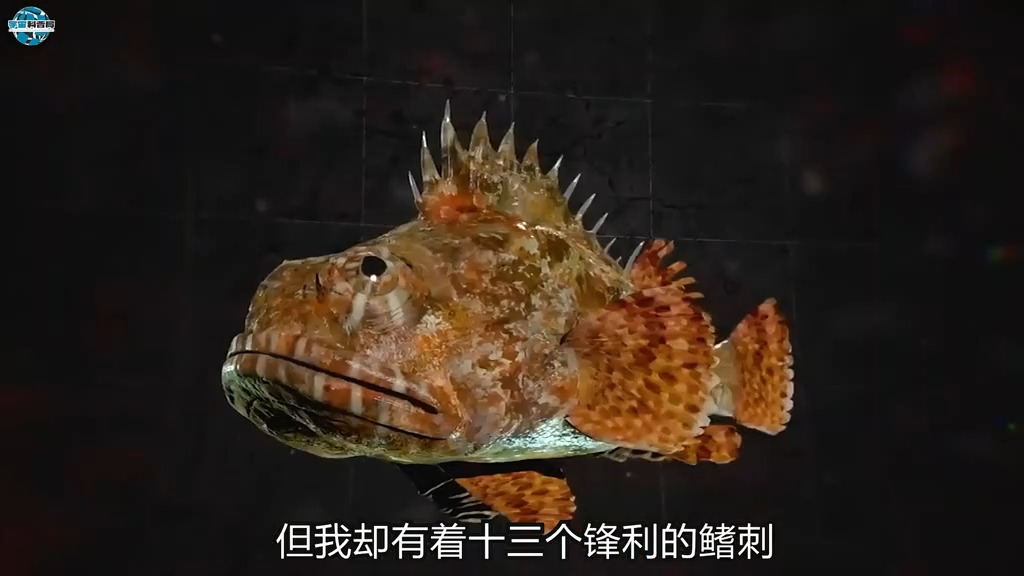 251 外表像石头,但毒性极强的石头鱼,为什么最怕的却是中国人?