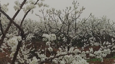 [图]达州金凤村漫山遍野的李子花