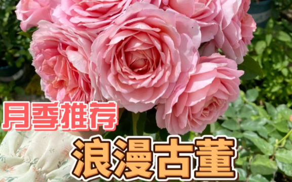我永不淘汰的月季品种一一浪漫古董