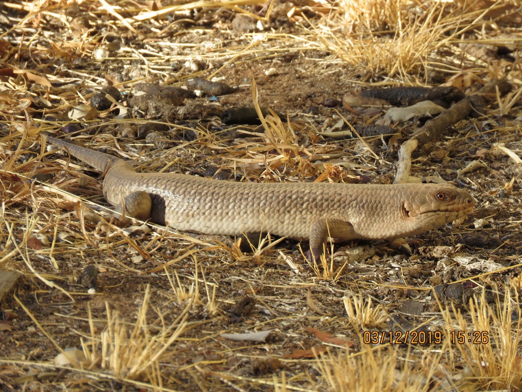棱鳞胎生蜥 egernia rugosa