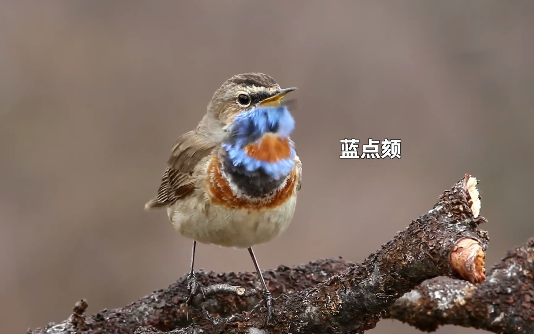 16种鸟儿的歌声,大自然中那些动听的旋律哔哩哔哩bilibili