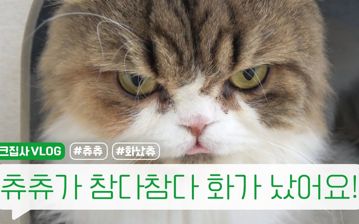 【奶油管家】【英译中字】chuchu怒气值max!