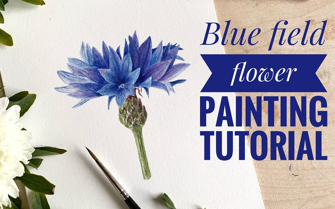 【水彩】蓝色花朵水彩画矢车菊绘画详细绘画