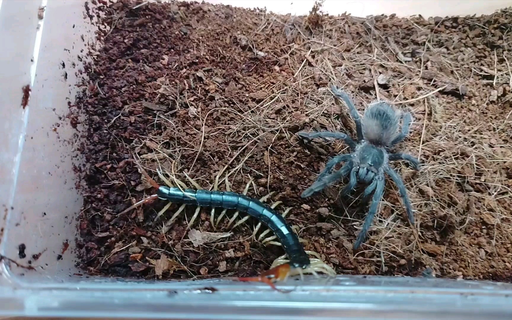 大幼体巴西所罗门捕鸟蛛vs少棘蜈蚣