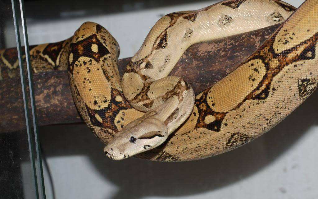 杭州动物园-爬行馆-呆萌原色红尾蚺