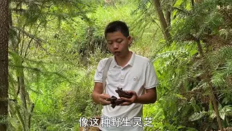 小伙进山摘木子，在路边发现有野猪的痕迹，走前一看直呼发财了