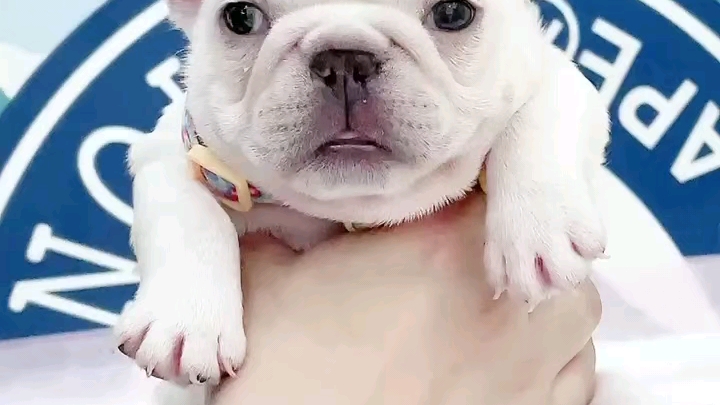 纯种小体法国斗牛犬纯种法斗多少钱一只