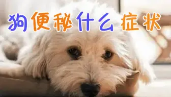 小狗便秘解决方法 哔哩哔哩 Bilibili