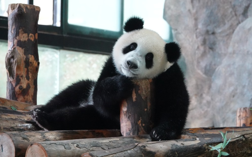 【大熊猫嘉嘉和崽崽】200712给麻麻松松头皮