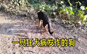 Download Video: 一只狂犬病发作中的狗，其行为与正常狗差别巨大，请保持有效距离