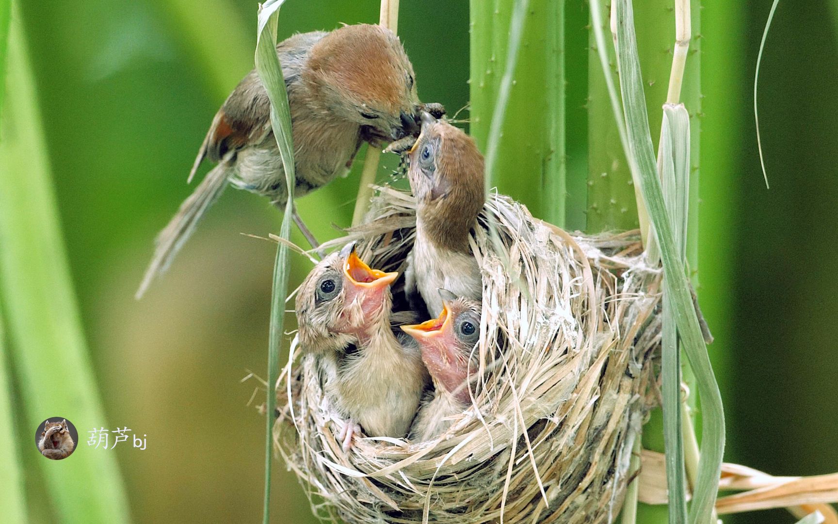 粽头雅雀喂食幼鸟,同时幼鸟拉出的屎粑粑被鸟妈妈吃掉了