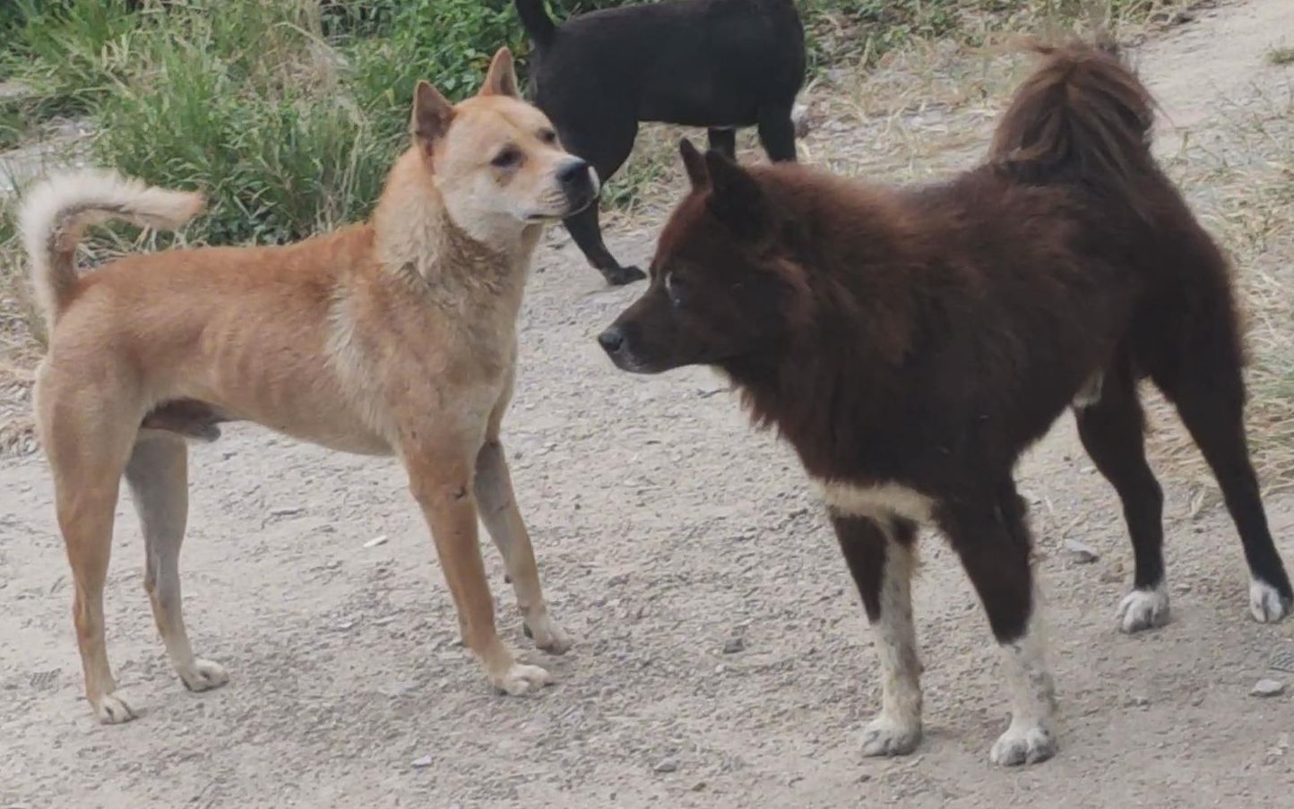 狗王是什么?拍摄这4条狗王2年了,它们有三个共同点