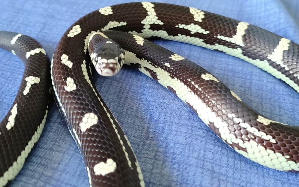 自然光下刚褪皮的加州王蛇(homo特有无意义运镜)