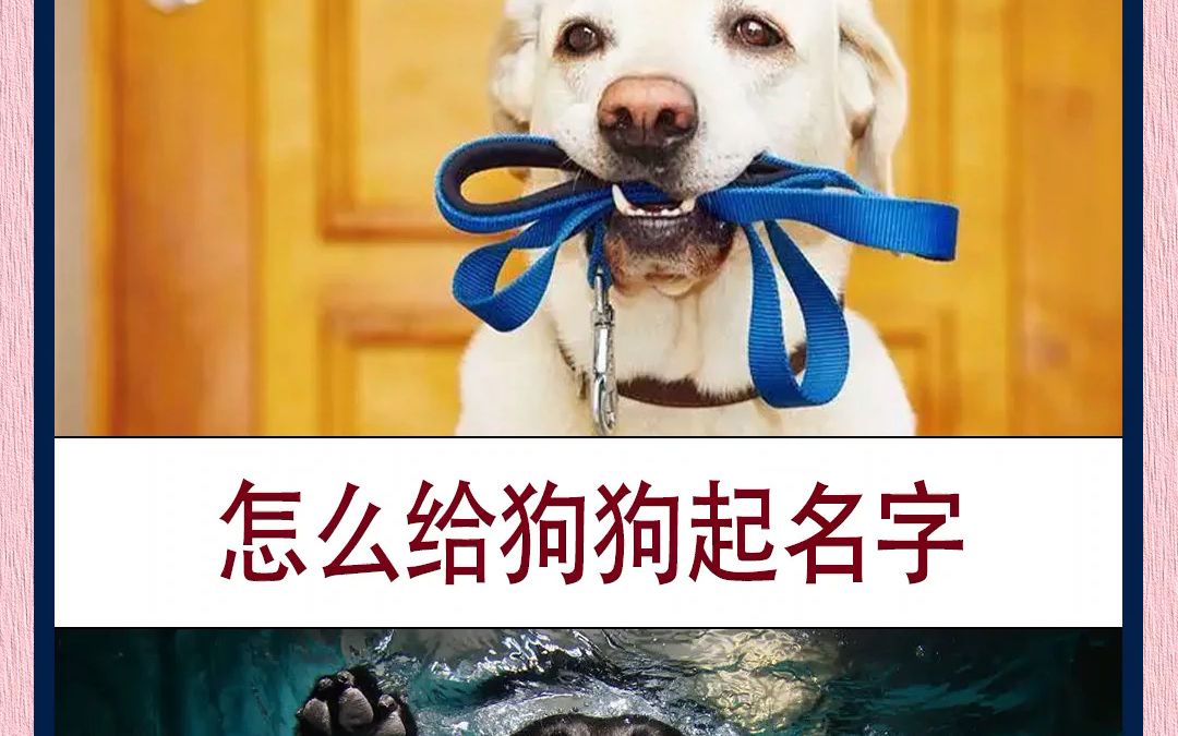 怎么给狗狗起名字哔哩哔哩bilibili